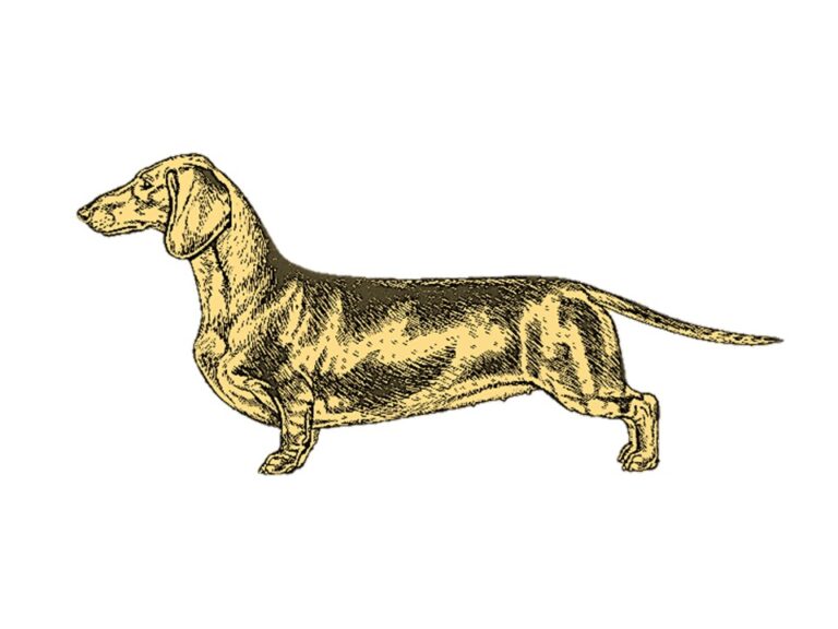 Breed Standard Dachshund Club of America
