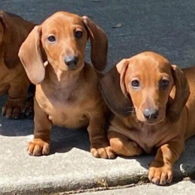 Puppy Smooth Puppy Smooth